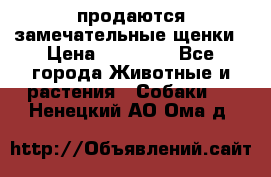 продаются замечательные щенки › Цена ­ 10 000 - Все города Животные и растения » Собаки   . Ненецкий АО,Ома д.